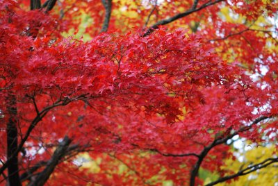 Acer palmatum 'Atropurpureum' - javor dlanitolistý - listy podzim (5)